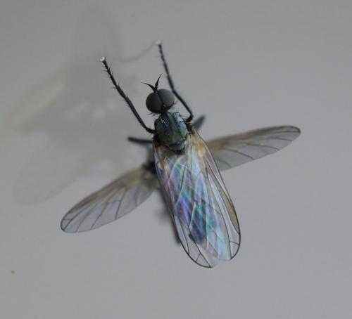 Réf. 252 837 : Empis sp.